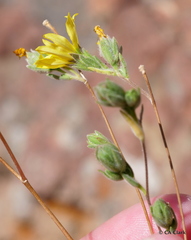 Lagophylla glandulosa