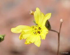 Lagophylla glandulosa