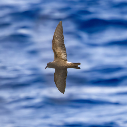 Paíño boreal (Hydrobates leucorhous)