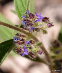 Trichostema rubisepalum