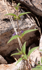 Trichostema rubisepalum