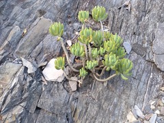 Sedum corynephyllum
