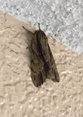 Shaka atrovittatus