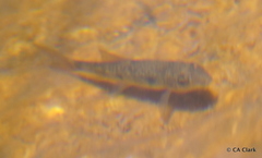 Catostomus occidentalis