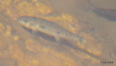 Catostomus occidentalis