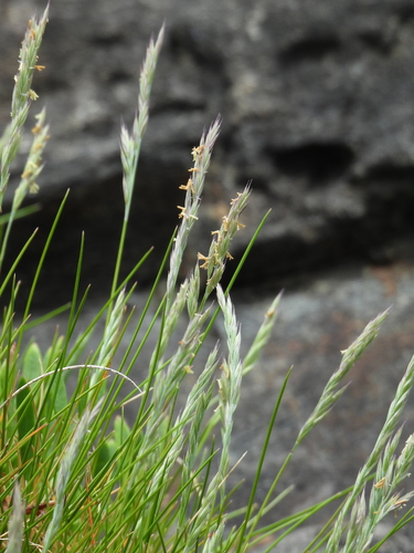 Festuca actiophyta