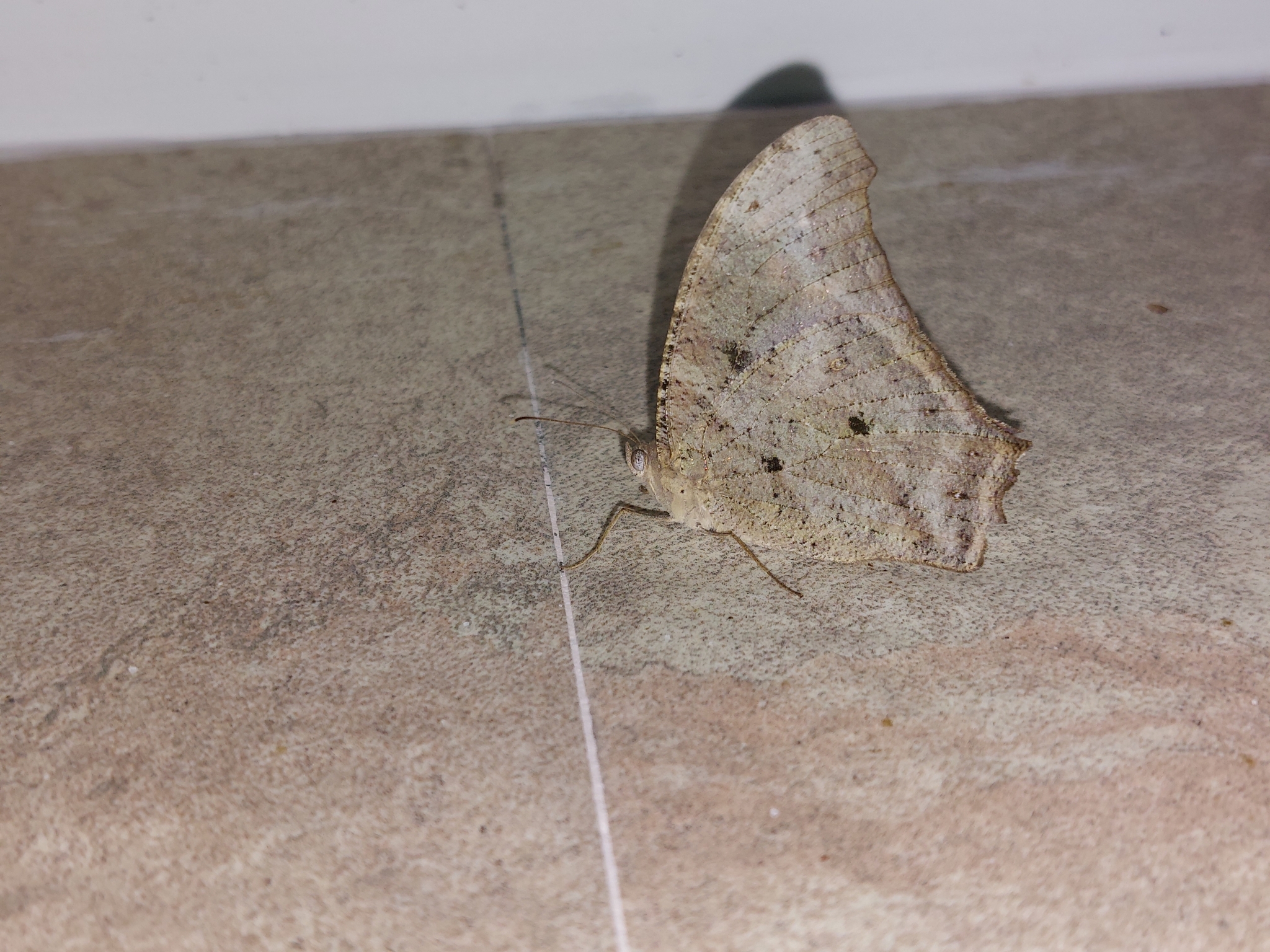 Common Evening Brown