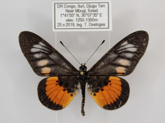 Acraea peneleos