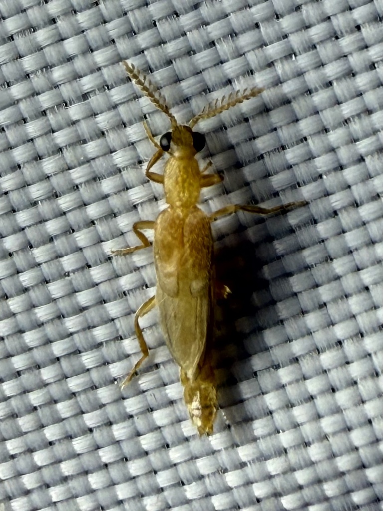 Pale South Texas Glowworm