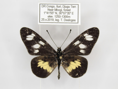 Acraea ntebiae