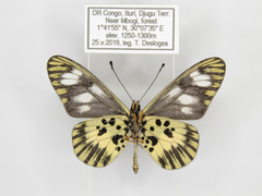 Acraea ntebiae