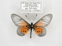 Acraea quirinalis