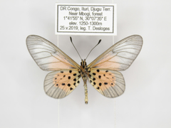 Acraea quirinalis