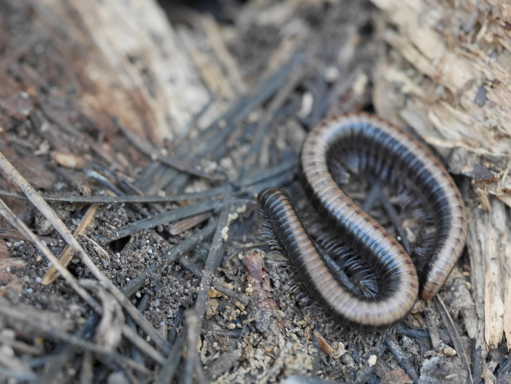 Paeromopoidea