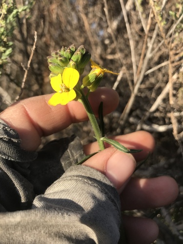 Erysimum ammophilum, photograph 5
