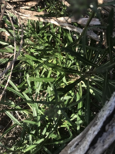 Erysimum ammophilum, photograph 6