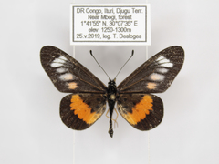 Acraea penelope