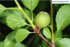 Prunus triloba
