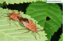 Urochela quadrinotata