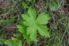 Anemonastrum canadense