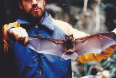 Phyllostomus hastatus