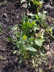 Erysimum cheiranthoides