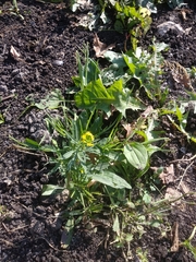 Erysimum cheiranthoides