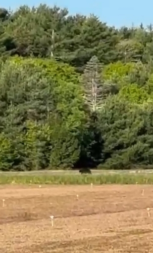 Eastern Black Bear photographed in Rhode Island