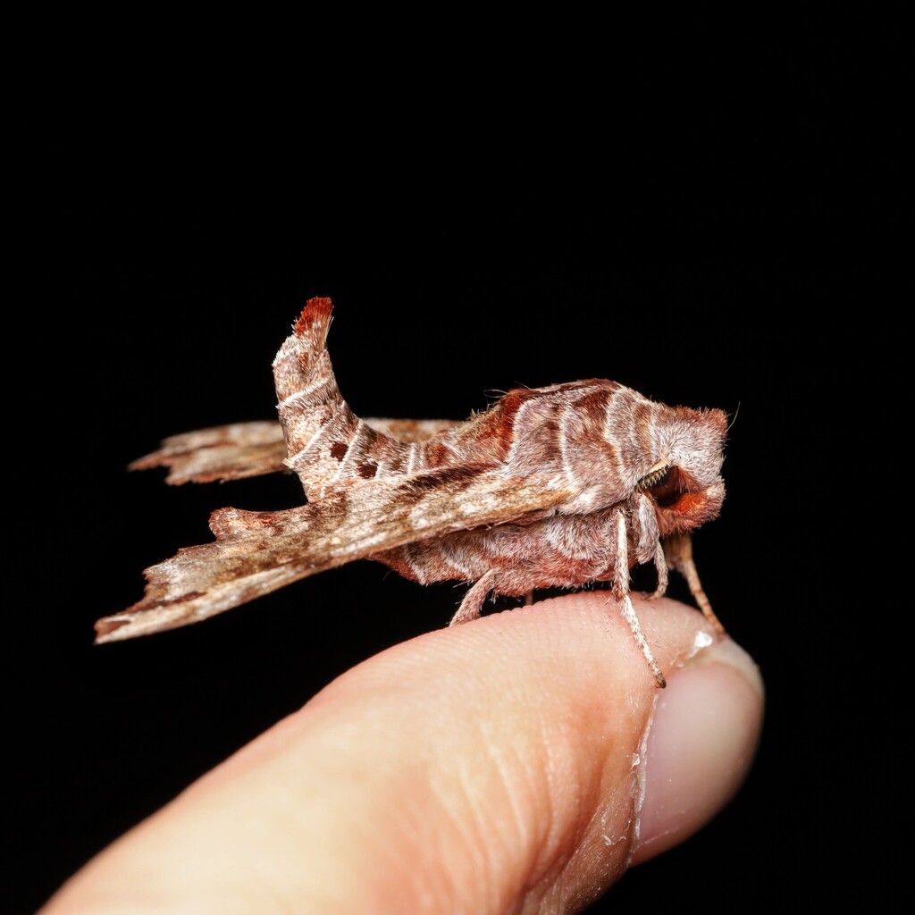 Lettered Sphinx