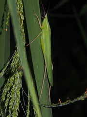Euconocephalus varius