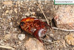 Eupolyphaga sinensis