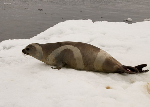 Ribbon Seal