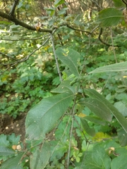 Salix cinerea