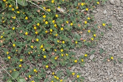 Acmispon wrangelianus