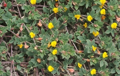 Acmispon wrangelianus