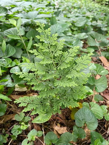 Braun's spikemoss (Selaginella braunii)