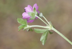 Geranium core-core