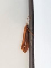 Psychoglypha