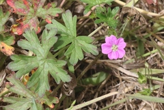 Geranium core-core