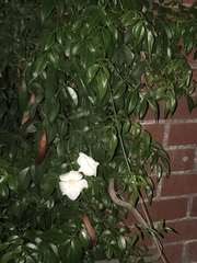 Trachelospermum jasminoides