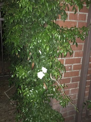 Trachelospermum jasminoides