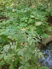 Filipendula ulmaria