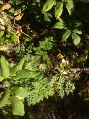 Anthriscus sylvestris