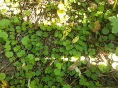 Lysimachia nummularia