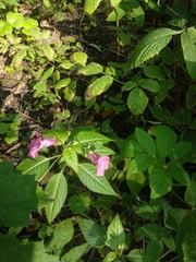 Impatiens glandulifera