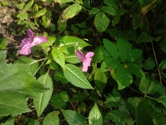 Impatiens glandulifera