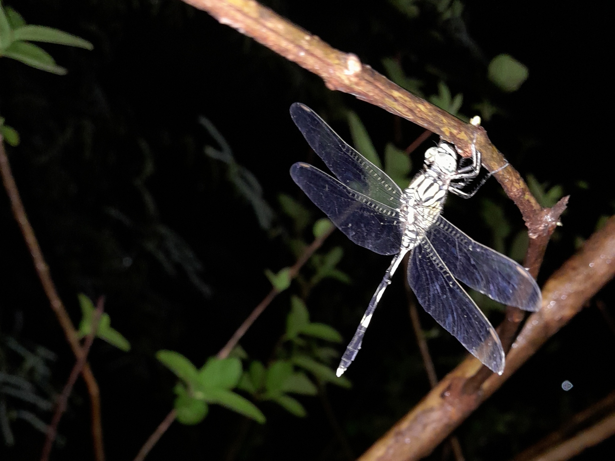 Slender Skimmer