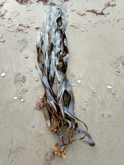 Arthrothamnus kurilensis