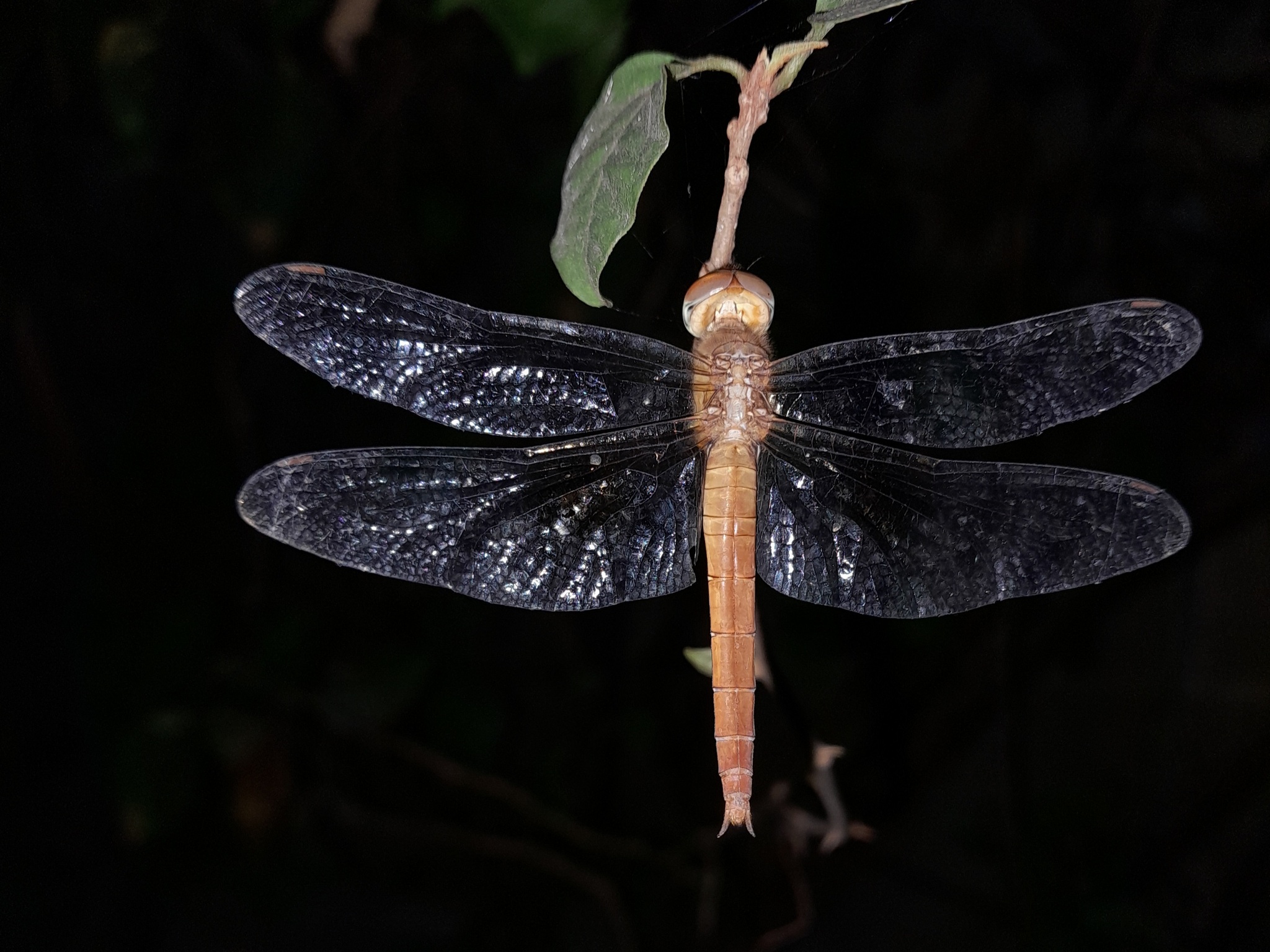 Coral-Tailed Cloudwing