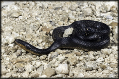 Liodytes rigida sinicola